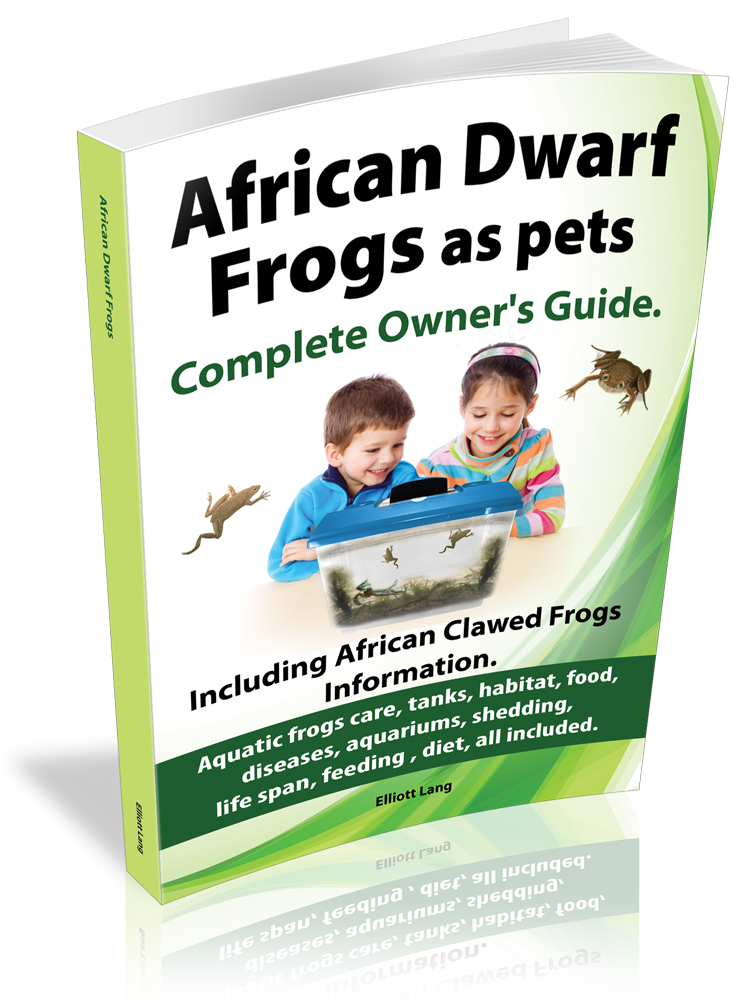 african dwarf frogs care